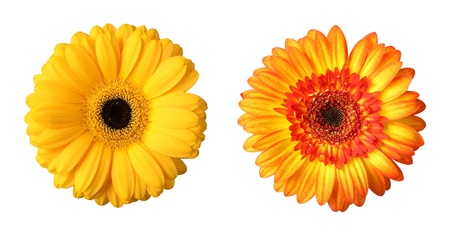 Flowers gerbera isolated on a white background.の写真素材