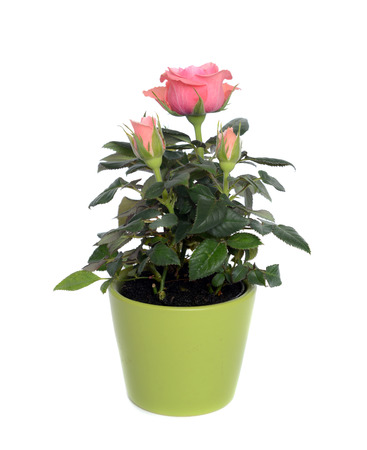 Rose bush in a pot on a white background.の写真素材