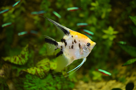 The Pterophyllum is a freshwater fish