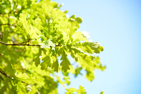 Background blur, green oak leavesの写真素材