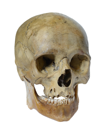Human skull close up on a white background.の写真素材