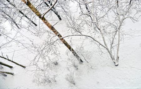 Birch trees in snow-covered winter wood, view from aboveの写真素材