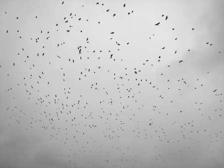 Many black crows fly in the skyの写真素材