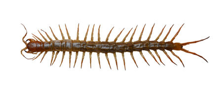Scolopendra (Scolopendra gigantea) isolated on white background.