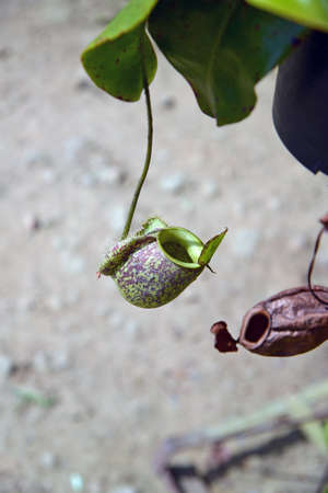 Tropical plant Nepenthes monkey cups close up