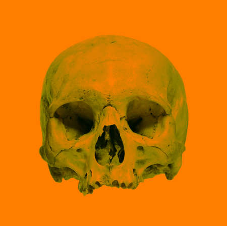 Skull of the human on a yellow background.の写真素材