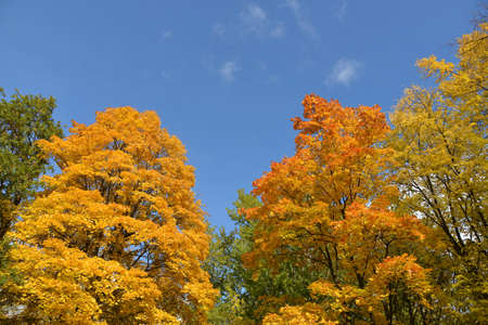 Autumn background. Yellow maple leaves on maple and blue sky.の写真素材