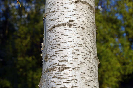 Bark of a Birch tree close up.
