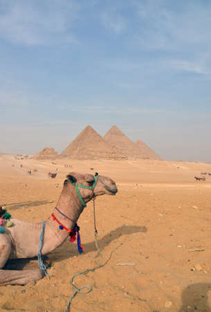 Blur Pyramid background. Giza; Egypt: The pyramids at Giza in the desert and camel.