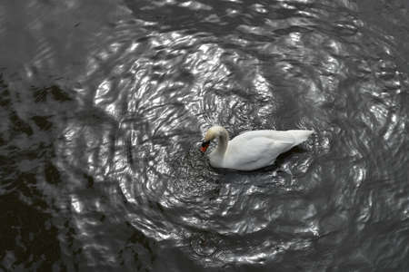 blur background. White swan in the water top view.の写真素材