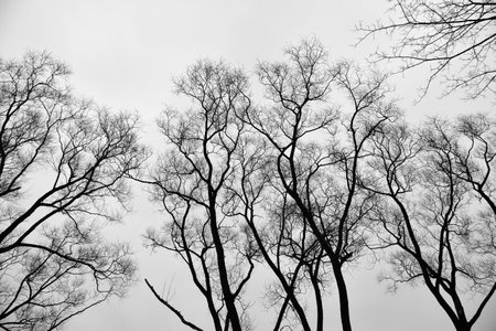 Top view of trees branches without leaves and gray sky