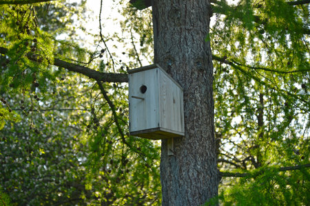 A wooden birdhouse on a pine tree in a park