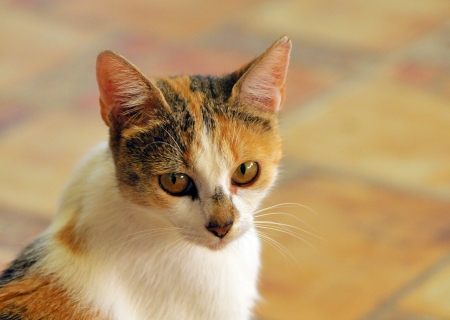Domestic Catの写真素材