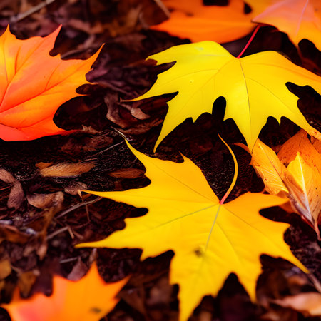 Autumn picture, leaves fall abstract background, leaf random element outdoor wallpaper,の素材