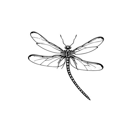 Dragonfly Icon hand draw black colour flying animals logo vector element and symbolのイラスト素材