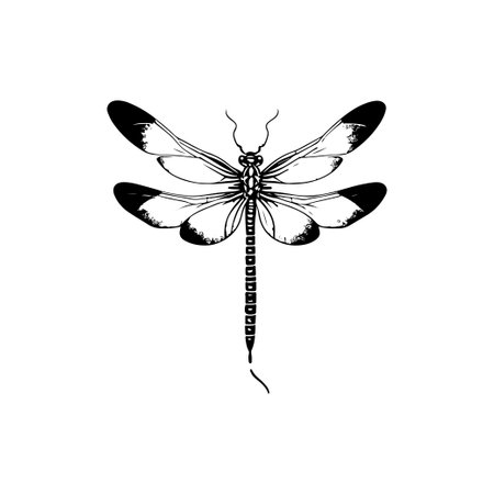 Dragonfly Icon hand draw black colour flying animals logo vector element and symbolのイラスト素材