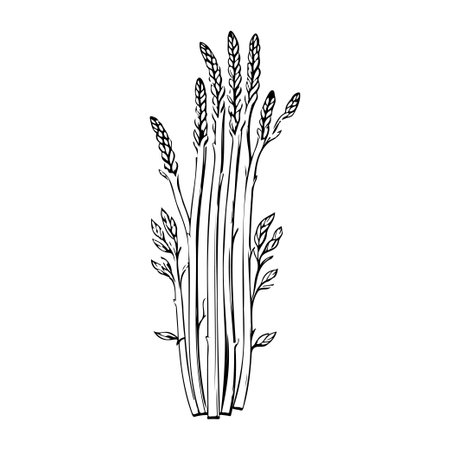 Asparagus Icon hand draw black colour plant leaf logo vector element and symbolのイラスト素材