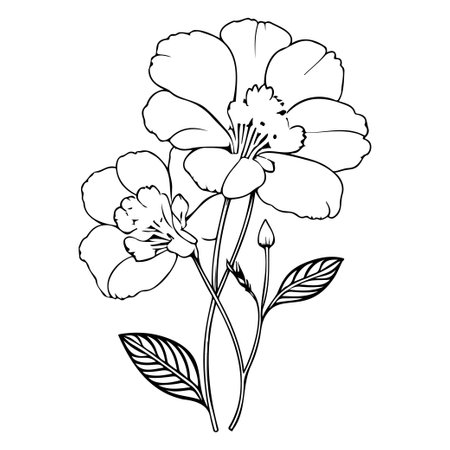 primrose drawing flower violet illustration hand draw elementのイラスト素材