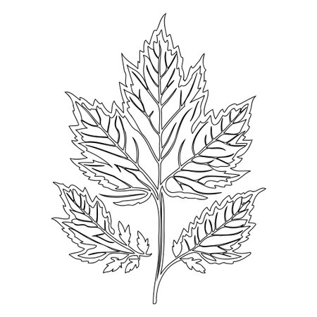 maple leaf floral outline illustration sketch elementのイラスト素材