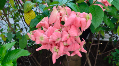 beautiful Plant green flower focus zoom picture