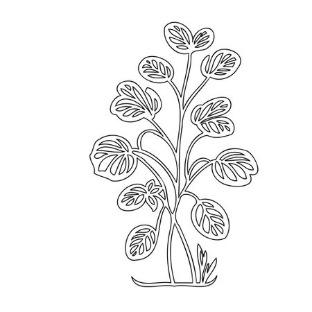 Geranium flower plant illustration sketch outline elementのイラスト素材