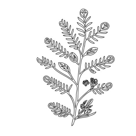 Verbena flower plant illustration sketch outline elementのイラスト素材