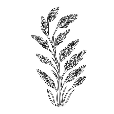 Scorpion grasses flower plant illustration sketch outline elementのイラスト素材