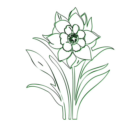 Line art drawing of a single daffodilのイラスト素材