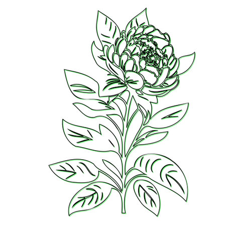 Elegant Outline Drawing of a Single Peonyのイラスト素材