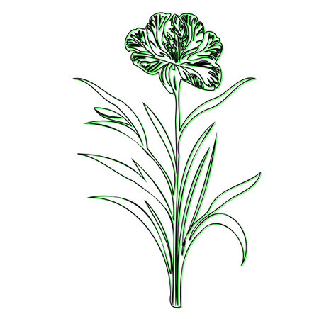 Line art drawing of a flower with stem and leavesのイラスト素材