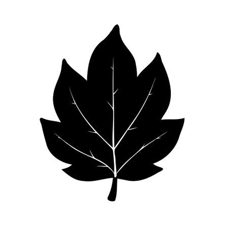 A black silhouette of a maple leaf with white veins on a white background.のイラスト素材