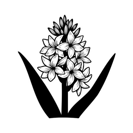 A simple yet elegant monochrome illustration of a hyacinth flower. Detailed botanical drawing showcasing the plant's structure, from stem to blossom, capturing spring's essence.のイラスト素材