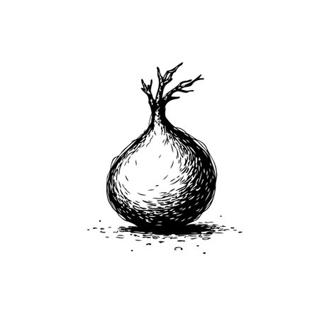 A monochrome hand-drawn illustration shows a single onion with small sprouts emerging from the top. The art style is reminiscent of a simple sketch with a botanical feel.のイラスト素材