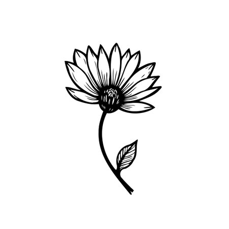 A simple yet elegant monochrome floral illustration captures the essence of a daisy with delicate linework. This botanical drawing, isolated on white, embodies natural beauty and artistic flair.のイラスト素材