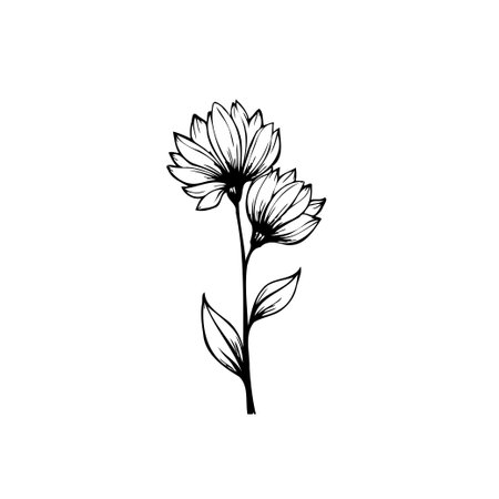 A gracefully detailed botanical illustration of a flower. This delicate drawing showcases floral beauty with simple lines, perfect for adding a touch of organic elegance.のイラスト素材