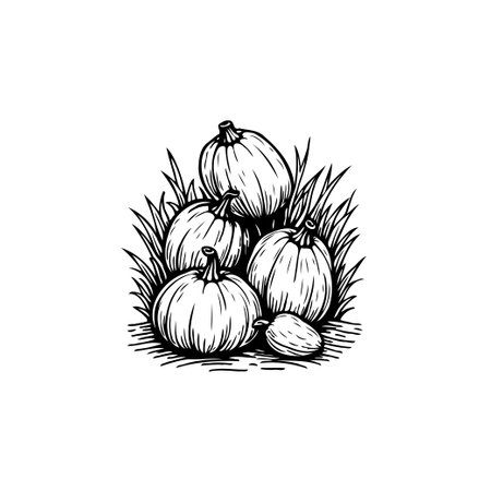 A simple black and white drawing of pumpkins, ideal for adding a rustic touch to your autumn designs. This hand-drawn illustration captures the essence of the harvest season.のイラスト素材
