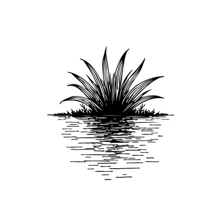 A minimalistic black and white sketch of an agave plant reflected in calm water, creating a serene and elegant scene.のイラスト素材