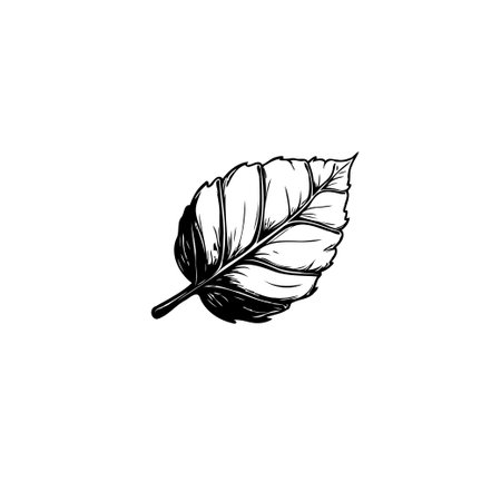 A monochrome illustration of a leaf against a white background. The botanical drawing is ideal for nature, design, or botanical-themed projects.のイラスト素材