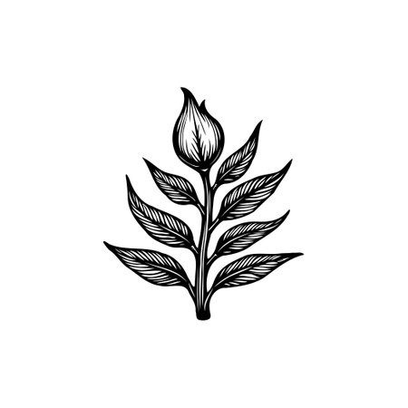 A detailed black and white botanical illustration of a plant budding with leaves. Perfect for adding a touch of nature to design projects.のイラスト素材