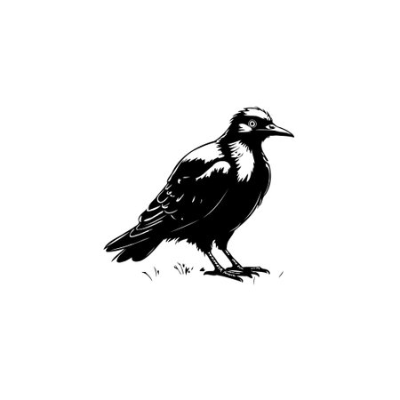 A striking black and white illustration showcasing a magpie perched. With intricate detail, the artwork captures the essence and beauty of this animal in its natural element.のイラスト素材