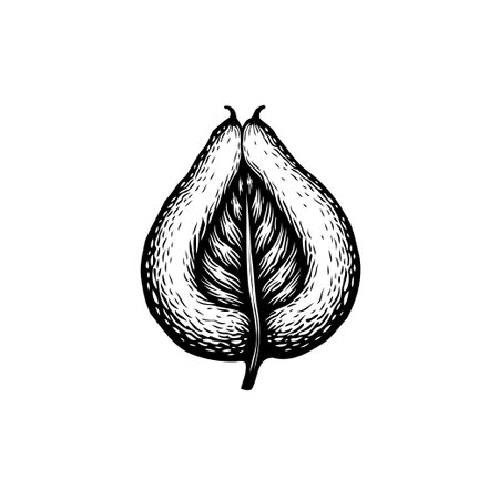 A detailed vintage botanical illustration showcasing a halved pear. The image captures the intricate details of the fruit's internal structure, creating an aesthetically pleasing and artistic representation.のイラスト素材
