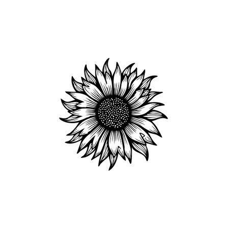 Detailed black and white drawing of a sunflower, ideal for botanical illustrations, artistic designs, or elegant decorative purposes.のイラスト素材