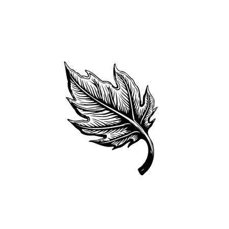 A detailed black and white drawing of a maple leaf showcases the natural beauty and intricate design of foliage. The elegant sketch adds a touch of artistry.のイラスト素材