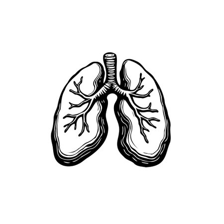 Detailed anatomical illustration of human lungs showcasing the respiratory system. Perfect for medical education, textbooks, and healthcare materials.のイラスト素材