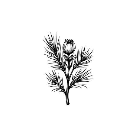 A detailed botanical illustration featuring a delicate flower with intricately drawn leaves and stem. This elegant design showcases the beauty of nature in a minimalist style.のイラスト素材