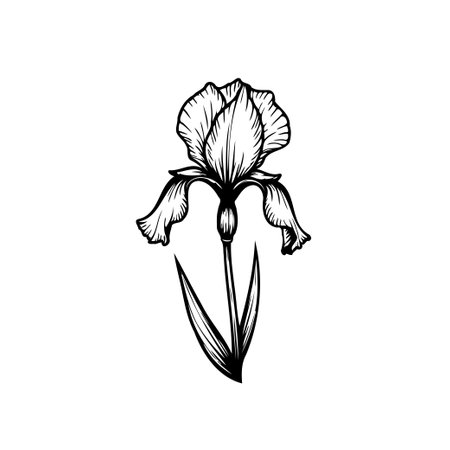A black and white iris flower illustration, featuring intricate details of the petals, stem, and leaf. Ideal for botanical or artistic designs.のイラスト素材