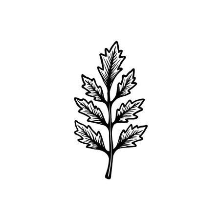 A detailed botanical illustration of a fern branch. The monochrome design is perfect for adding a touch of nature to any project.のイラスト素材