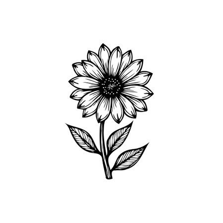 Detailed vintage sunflower drawing on a white backdrop. Ideal for botanical illustrations, art prints, or vintage designs with a focus on natural elegance.のイラスト素材