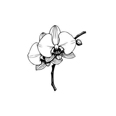 A minimalist black and white illustration of an orchid blossom. The elegant and delicate design is perfect for botanical or floral-themed projects.のイラスト素材