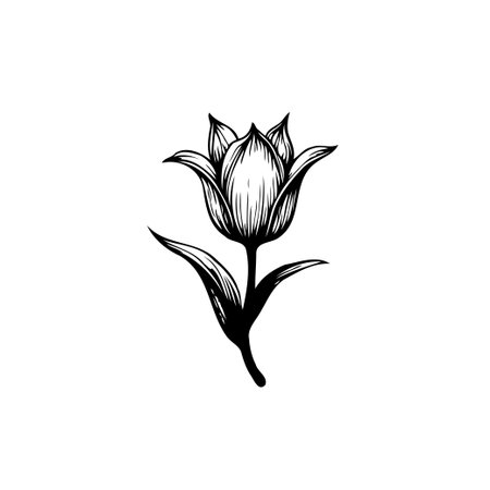 An elegant single tulip illustration with fine line detailings, perfect for botanical designs, art projects, and spring-themed creations. This minimalist artwork is sure to add a touch of elegance to any design.のイラスト素材